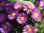 Aster krzaczasty Starlight Aster dumosus