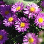Aster krzaczasty Starlight Aster dumosus