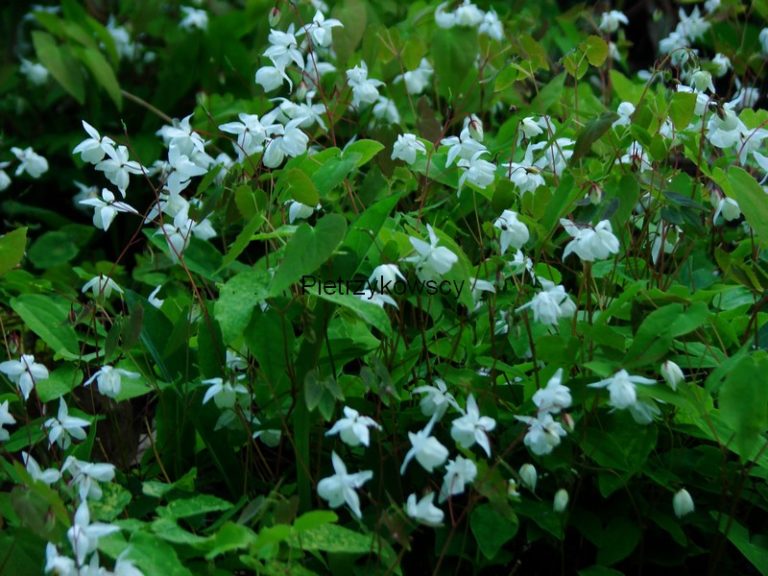 Epimedium