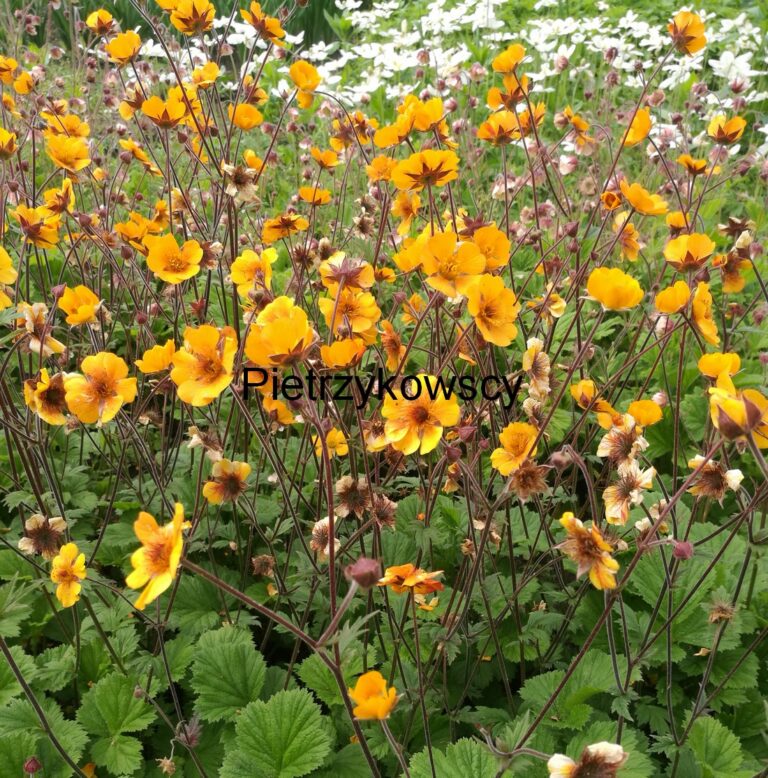 geum carlskaer kuklik carlskaer