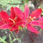 Pardancanda norrisii