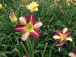 Liliowiec ogrodowy 'Mike Reed' - obrazek 6