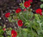 Pięciornik krwisty Potentilla hybr. atrosanguinea - obrazek 2