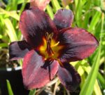 Liliowiec Sweet Hot Chocolate Hemerocallis - obrazek 6