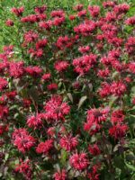 Pysznogłówka 'Cambridge Scarlet' Monarda hybrida 'Cambridge Scarlet' - obrazek 8
