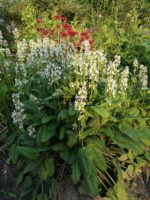 Czyściec lekarski bukwica Stachys officinalis - obrazek 5