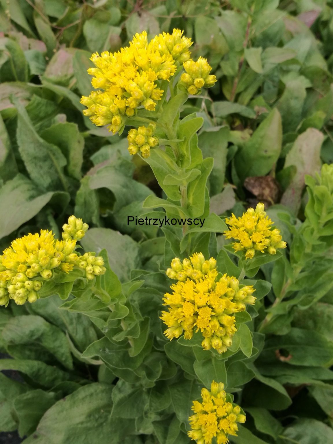 Solidago Golden Rockets Nawłoć sztywna 'Golden Rockets' Solidago rigida Sadzonki Pietrzykowscy