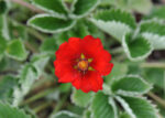 Pięciornik krwisty Potentilla hybr. atrosanguinea - obrazek 5