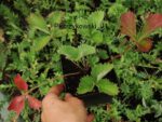 Pięciornik krwisty Potentilla hybr. atrosanguinea - obrazek 6