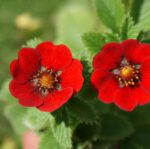 Pięciornik krwisty Potentilla hybr. atrosanguinea - obrazek 8