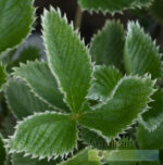 Pięciornik krwisty Potentilla hybr. atrosanguinea - obrazek 7