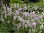 Czyściec lekarski bukwica Stachys officinalis - obrazek 8
