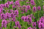Czyściec lekarski bukwica Stachys officinalis - obrazek 9