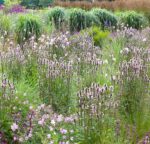 Czyściec lekarski bukwica Stachys officinalis - obrazek 2