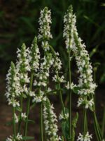 Czyściec lekarski bukwica Stachys officinalis - obrazek 3