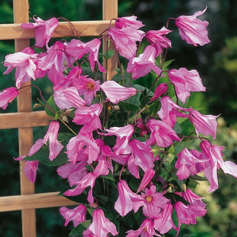 Powojnik Ca olistny Alionushka Clematis Integrifolia Alionushka Powojnik Ca olistny Alionushka Clematis Integrifolia Alionushka