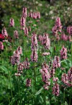Czyściec lekarski bukwica Stachys officinalis - obrazek 7