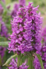 Czyściec lekarski bukwica Stachys officinalis