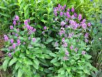 Czyściec lekarski bukwica Stachys officinalis - obrazek 6