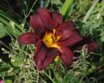 Liliowiec Sweet Hot Chocolate Hemerocallis - obrazek 2
