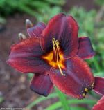 Liliowiec Sweet Hot Chocolate Hemerocallis - obrazek 3
