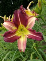 Liliowiec ogrodowy 'Mike Reed'