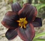 Liliowiec Sweet Hot Chocolate Hemerocallis