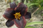 Liliowiec Sweet Hot Chocolate Hemerocallis - obrazek 5