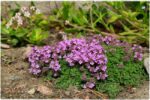 Macierzanka malutka Thymus pigmeus - obrazek 6