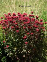 Pysznogłówka 'Cambridge Scarlet' Monarda hybrida 'Cambridge Scarlet'