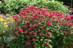 Pysznogłówka 'Cambridge Scarlet' Monarda hybrida 'Cambridge Scarlet' - obrazek 5