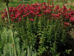 Pysznogłówka 'Cambridge Scarlet' Monarda hybrida 'Cambridge Scarlet' - obrazek 4