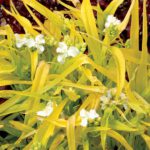 Trzykrotka Angelic Charm Tradescantia Angelic Charm - obrazek 5