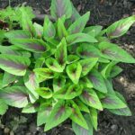 Fiołek 'Mars' Viola koreana 'Mars' - obrazek 8