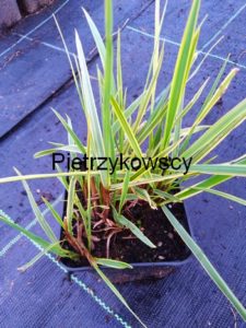 Wyczyniec łąkowy'Aureovariegata' Alopecurus pratensis