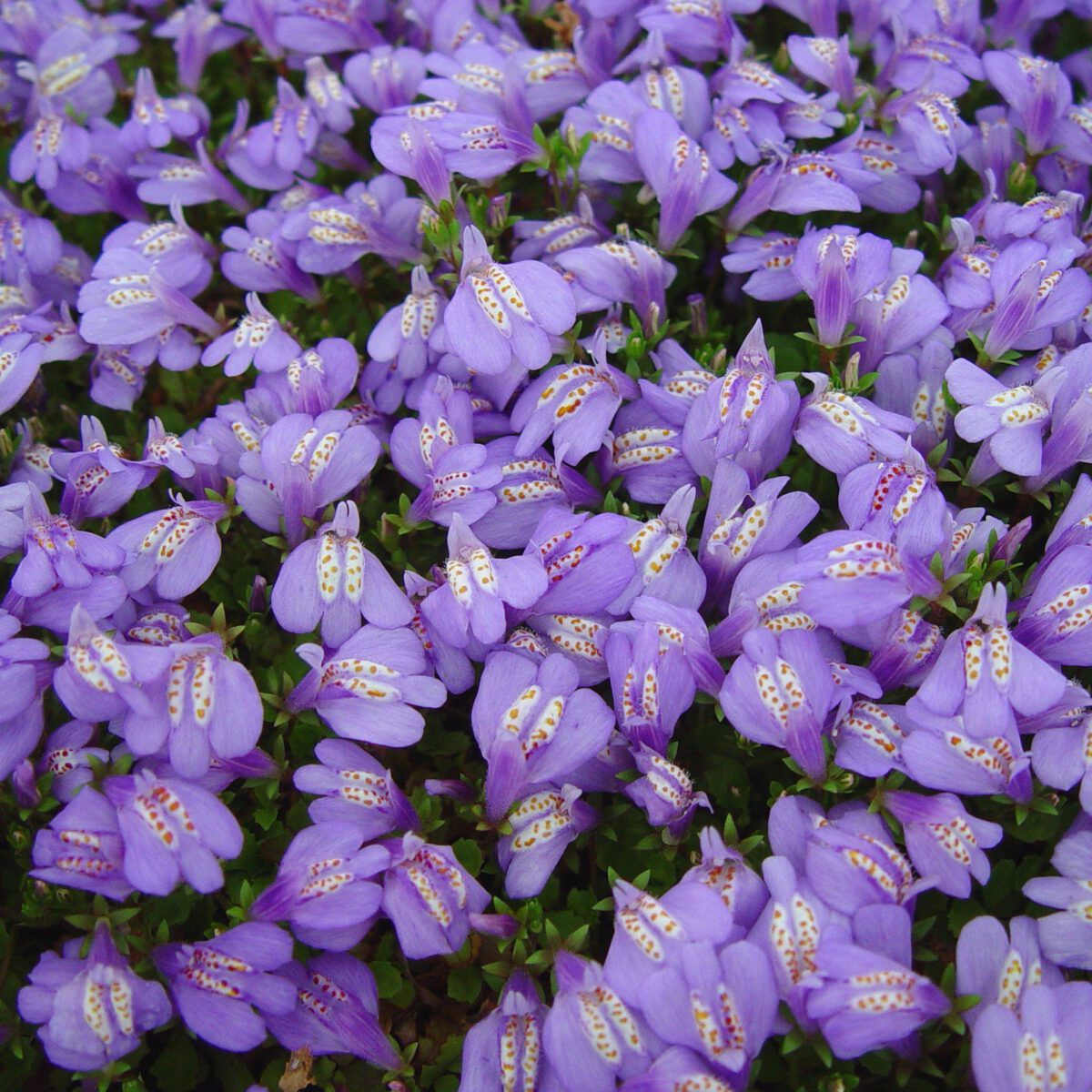 Mazus płożący Mazus reptans
