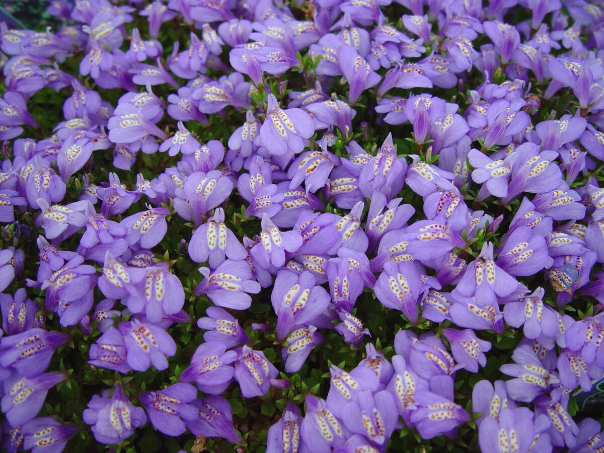 Mazus płożący Mazus reptans - obrazek 7