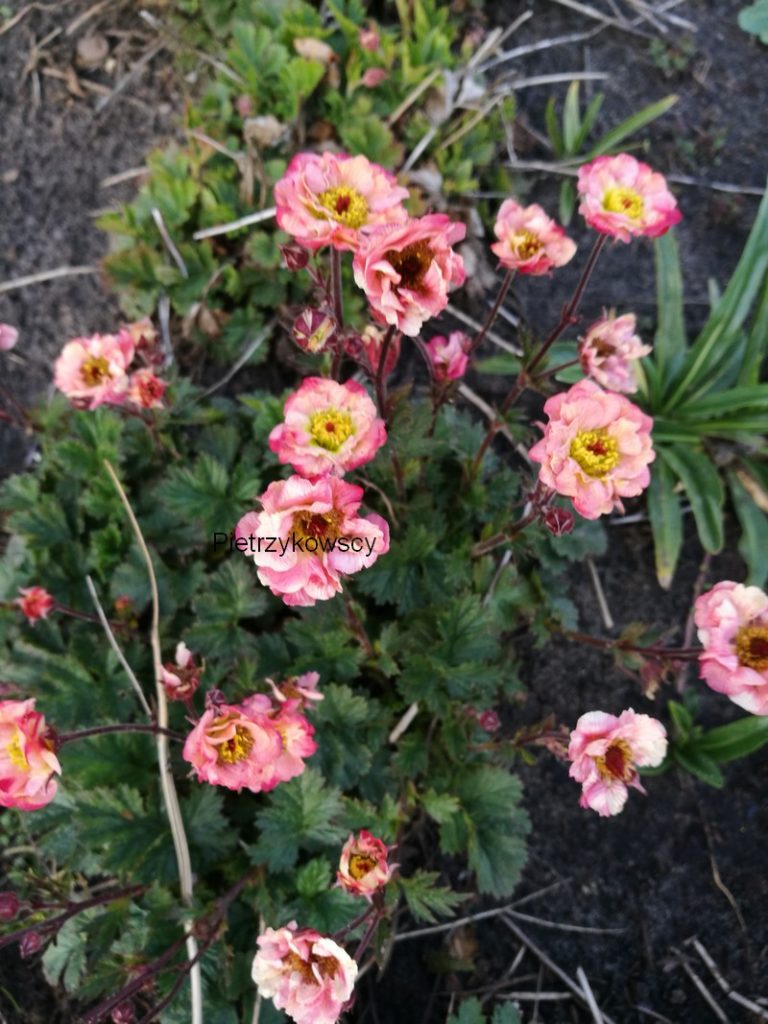 Kuklik Cosmopolitan Geum Cosmopolitan