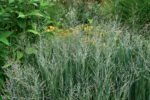 Proso rózgowate 'Heavy Metal' Panicum virgatum 'Heavy Metal' - obrazek 2