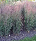 Proso rózgowate 'Heavy Metal' Panicum virgatum 'Heavy Metal' - obrazek 4