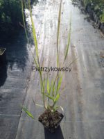 Proso rózgowate 'Heavy Metal' Panicum virgatum 'Heavy Metal' - obrazek 5