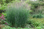 Proso rózgowate 'Heavy Metal' Panicum virgatum 'Heavy Metal' - obrazek 6