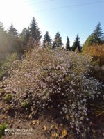Aster 'Oktoberkaskade' Aster hybrida 'Oktoberkaskade' - obrazek 3