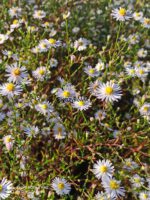 Aster 'Oktoberkaskade' Aster hybrida 'Oktoberkaskade' - obrazek 4