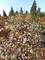Aster 'Oktoberkaskade' Aster hybrida 'Oktoberkaskade' - obrazek 5