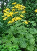 Języczka dłoniasta Ligularia palmatiloba - obrazek 2