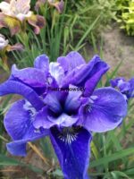 Irys 'Ego' Iris 'Ego' - obrazek 2