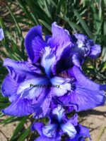 Irys 'Ego' Iris 'Ego' - obrazek 3