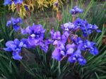 Irys 'Ego' Iris 'Ego' - obrazek 4