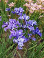Irys 'Ego' Iris 'Ego' - obrazek 6